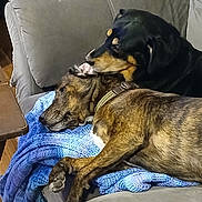 Lucifer is registered to the contest to win money with this photo: animal, black_dog, blanket, brown_dog, collar, comfort, companion, couch, cozy, dog, fur, furniture, home, indoors, knitted_blanket, lying_down, pet, relaxation, resting, snuggling