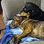 animal, black_dog, blanket, brown_dog, collar, comfort, companion, couch, cozy, dog, fur, furniture, home, indoors, knitted_blanket, lying_down, pet, relaxation, resting, snuggling