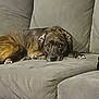 Lucifer is registered to the contest to win money with this photo: animal, brown, canine, comfort, couch, cute, dog, ears, eyes, fur, home, indoor, laying_down, living_room, paw, pet, relaxed, resting, sleepy, sofa