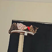 Minie is registered to the contest to win money with this photo: cat, tabby_cat, sleeping, cat_tree, dress, polka_dot, indoor, furniture, pet, resting, cozy, animal, cute, domestic_cat, fabric, ladder, relaxing, whiskers, fur, tail