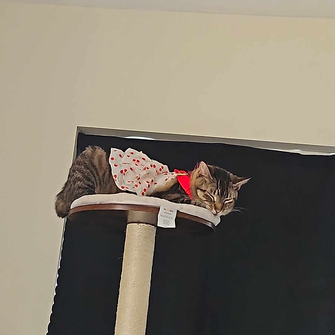 Minie is registered to the contest to win money with this photo: animal, cat, cat_tree, cozy, cute, domestic_cat, dress, fabric, fur, furniture, indoor, ladder, pet, polka_dot, relaxing, resting, sleeping, tabby_cat, tail, whiskers