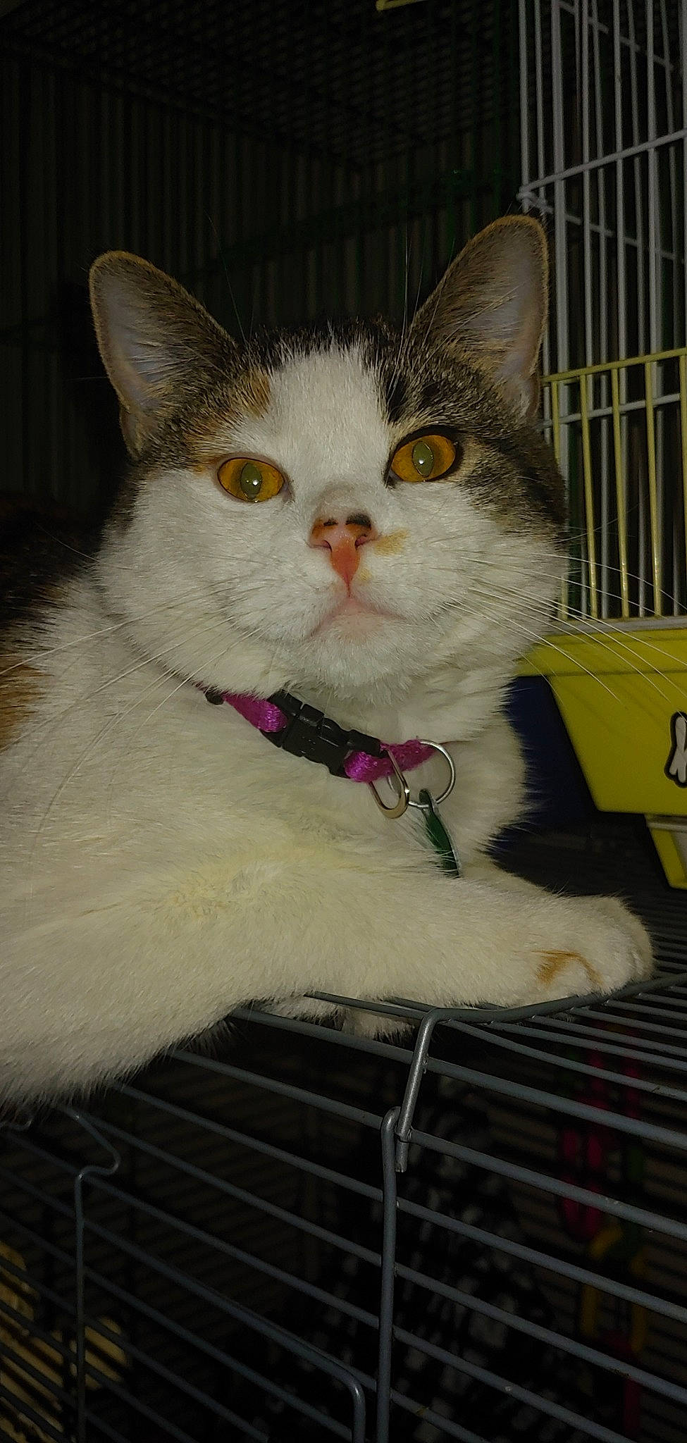 Aqua is registered to the contest to win money with this photo: aegean_cat, american_wirehair, animal_shelter, asian, british_semi_longhair, carnivore, cat, domestic_short_haired_cat, european_shorthair, fawn, felidae, japanese_bobtail, kitten, mammal, polydactyl_cat, small_to_medium_sized_cats, turkish_van, vertebrate, whiskers