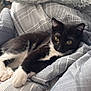 cat, kitten, tuxedo_cat, black_and_white, pet, bedding, blanket, plaid_pattern, cozy, indoor, paws, whiskers, close_up, portrait, feline, sleepy, resting, bedroom, fur, ears