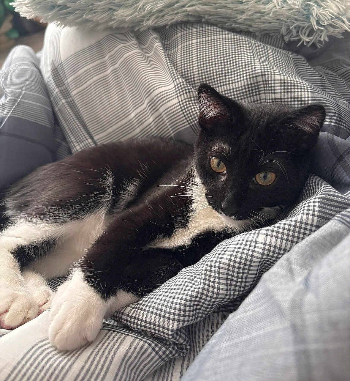 Caesar joined the competition — help win amazing prizes! cat, kitten, tuxedo_cat, black_and_white, pet, bedding, blanket, plaid_pattern, cozy, indoor, paws, whiskers, close_up, portrait, feline, sleepy, resting, bedroom, fur, ears