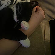 Caesar joined the competition — help win amazing prizes! cat, tuxedo_cat, sleeping, paw, pink_paw, human_hand, arm, couch, blanket, cozy, indoor, pet, whiskers, nap, close_up, fur, black_and_white, resting, furniture, home