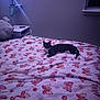 Caesar is registered to the contest to win money with this photo: cat, bed, blanket, butterfly_pattern, lamp, nightstand, window, pillow, remote_control, wall, floor_lamp, cozy, indoor, pet, feline, black_and_white_cat, paws, whiskers, bedding, nighttime