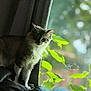 Milo is registered to the contest to win money with this photo: cat, feline, pet, indoor, couch, leather, window, curtain, green_leaves, natural_light, shadow, home, animal, fur, whiskers, ears, face, plant, daylight, quiet