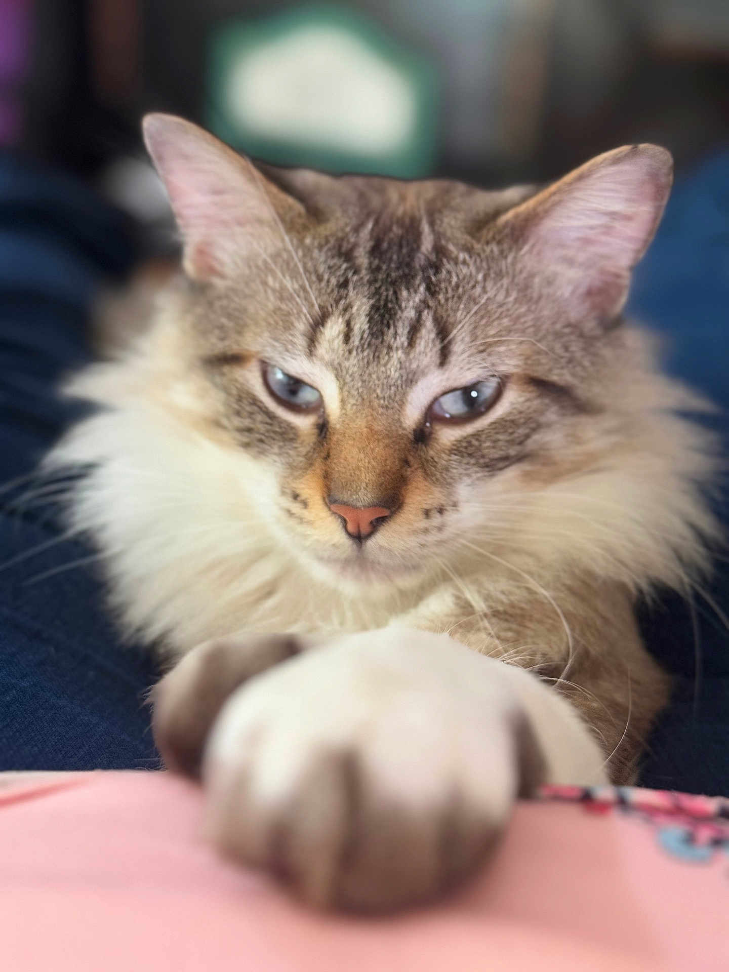 Milo is registered to the contest to win money with this photo: cat, paw, blue_eyes, fluffy, close_up, pet, animal, feline, whiskers, soft_focus, indoor, cute, domestic_cat, fur, relaxed, curious, mammal, portrait, tabby, pink_nose
