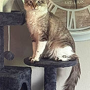 Milo is registered to the contest to win money with this photo: cat, tabby_cat, cat_tree, indoor, pet, animal, fur, whiskers, tail, paws, sitting, looking, clock, home, furniture, decor, gray, white, curious, domestic_animal