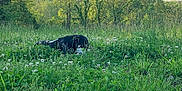 Flaze joined the competition — help win amazing prizes! animal, canine, clover, daylight, dog, fauna, field, flora, flowers, grass, greenery, harness, meadow, nature, outdoor, plant, sniffing, summer, sunset, trees
