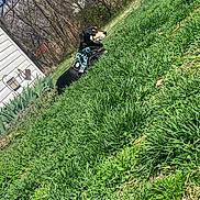 Flaze joined the competition — help win amazing prizes! animal, backyard, canine, daytime, dog, grass, greenery, harness, house, nature, outdoor, peaceful, pet, plants, quiet, resting, side_view, small_dog, sunny, yard
