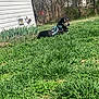 Flaze joined the competition — help win amazing prizes! animal, backyard, canine, daytime, dog, grass, greenery, harness, house, leisure, nature, outdoor, pet, plants, relaxing, siding, spring, sunlight, trees, yard