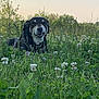 dog, animal, grass, flowers, outdoor, nature, greenery, field, sunset, pet, canine, relaxing, smiling, flora, summer, meadow, leaf, plant, wildlife, tranquil
