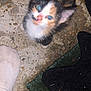 Kinlee is registered to the contest to win money with this photo: animal, blurry, calico, cat, close_up, colorful, concrete, curious, feline, foot, ground, kitten, mat, outdoor, pet, small, sock, texture, whiskers, young