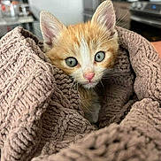 Kinlee is registered to the contest to win money with this photo: kitten, cat, orange_cat, white_cat, blanket, cozy, indoor, pet, cute, fur, whiskers, ears, eyes, nose, texture, home, curious, closeup, soft, resting