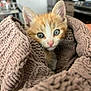 kitten, cat, orange_cat, white_cat, blanket, cozy, indoor, pet, cute, fur, whiskers, ears, eyes, nose, texture, home, curious, closeup, soft, resting