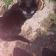 Kinlee joined the competition — help win amazing prizes! animal, black_cat, can, cat_food, concrete_floor, curious, eyes, flash, food, fur, greenery, kitten, looking_up, mat, night, outdoor, pet, plants, small, wet_food