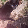 animal, black_cat, can, cat_food, concrete_floor, curious, eyes, flash, food, fur, greenery, kitten, looking_up, mat, night, outdoor, pet, plants, small, wet_food
