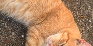 Kinlee is registered to the contest to win money with this photo: animal, asphalt, casual, cat, closeup, cute, domestic_animal, feline, fur, jeans, mammal, orange_tabby, outdoor, paw, pet, relaxed, resting, sleeping, sunlight, whiskers