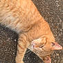 animal, asphalt, casual, cat, closeup, cute, domestic_animal, feline, fur, jeans, mammal, orange_tabby, outdoor, paw, pet, relaxed, resting, sleeping, sunlight, whiskers