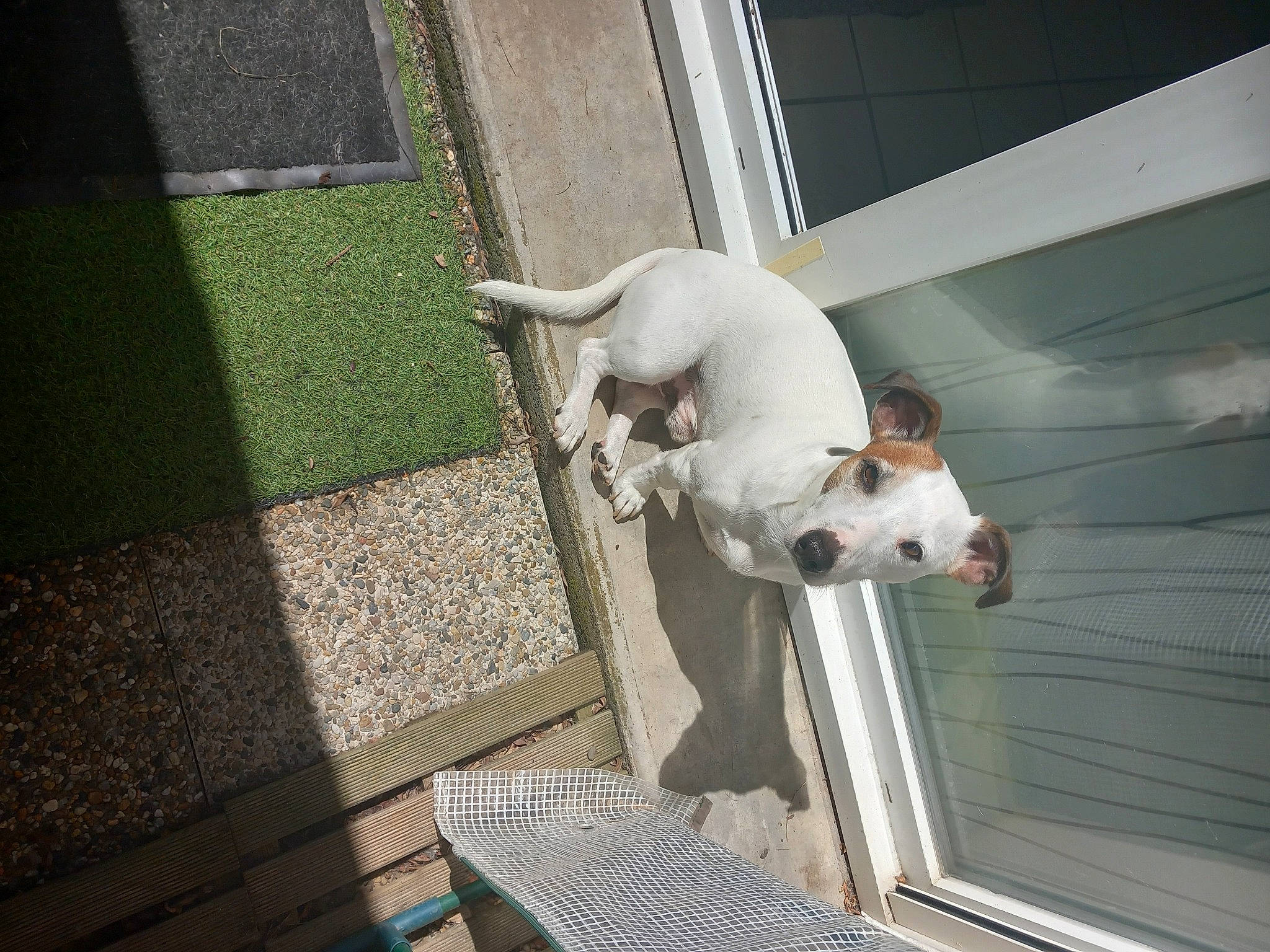 Kaouet a rejoint le concours — aidez-le/la à gagner de superbes lots ! animal_shelter, canidae, carnivore, collar, companion_dog, composite_material, daylighting, dog, dog_breed, dog_collar, dog_supply, fawn, flooring, non_sporting_group, pet_supply, snout, sporting_group, tail, tints_and_shades, working_animal