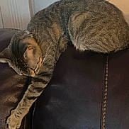 Grace is registered to the contest to win money with this photo: cat, tabby_cat, sleeping, stretching, leather_couch, indoor, pet, feline, relaxed, cozy, fur, whiskers, paw, claws, domestic_animal, resting, mammal, animal, home, napping