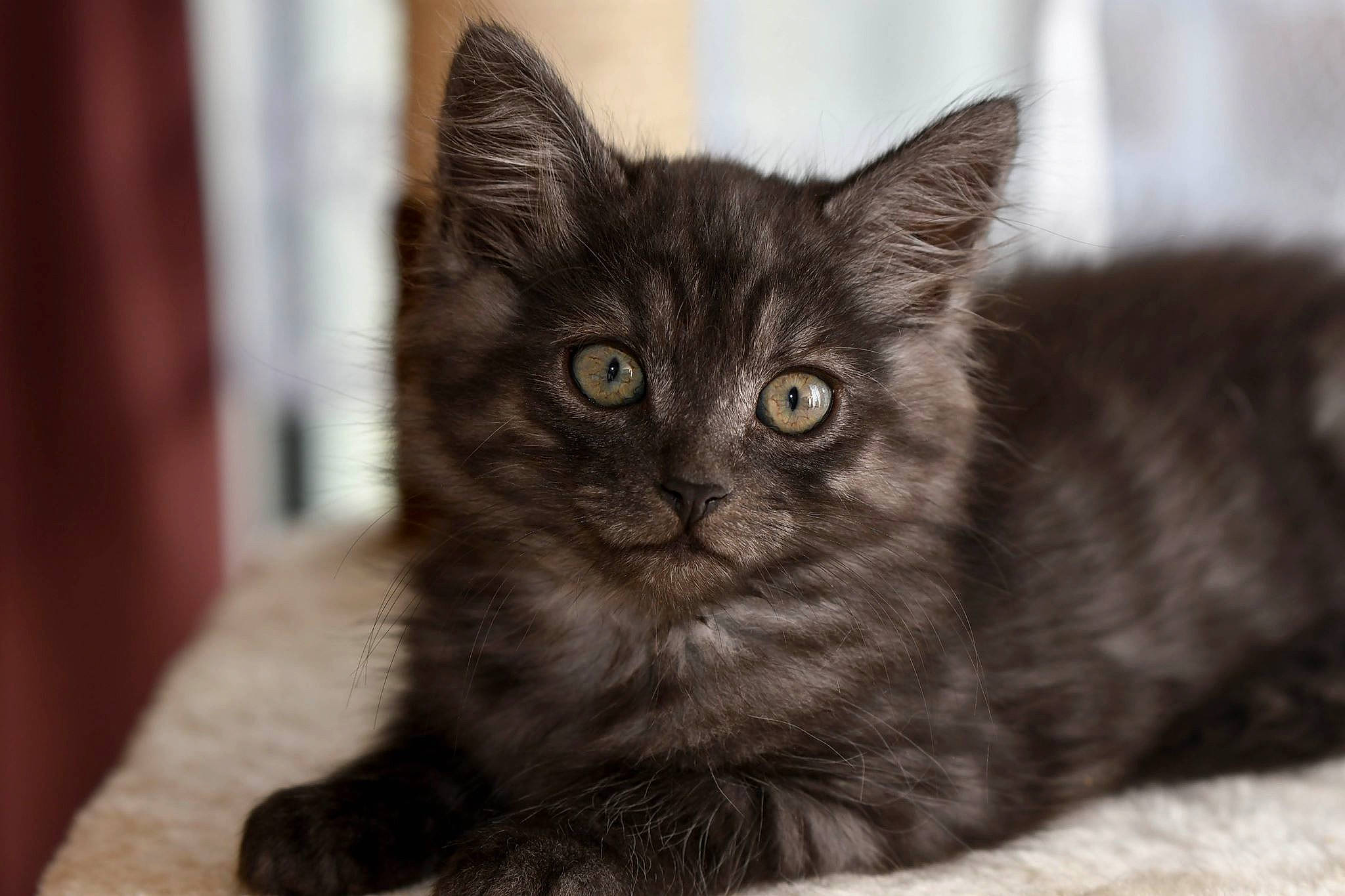 Faust participe au concours pour gagner de l'argent avec cette photo : asian, asian_semi_longhair, black_cat, british_semi_longhair, carnivore, cat, domestic_long_haired_cat, domestic_short_haired_cat, european_shorthair, eye, felidae, kitten, mammal, nebelung, norwegian_forest_cat, small_to_medium_sized_cats, snout, tabby_cat, vertebrate, whiskers