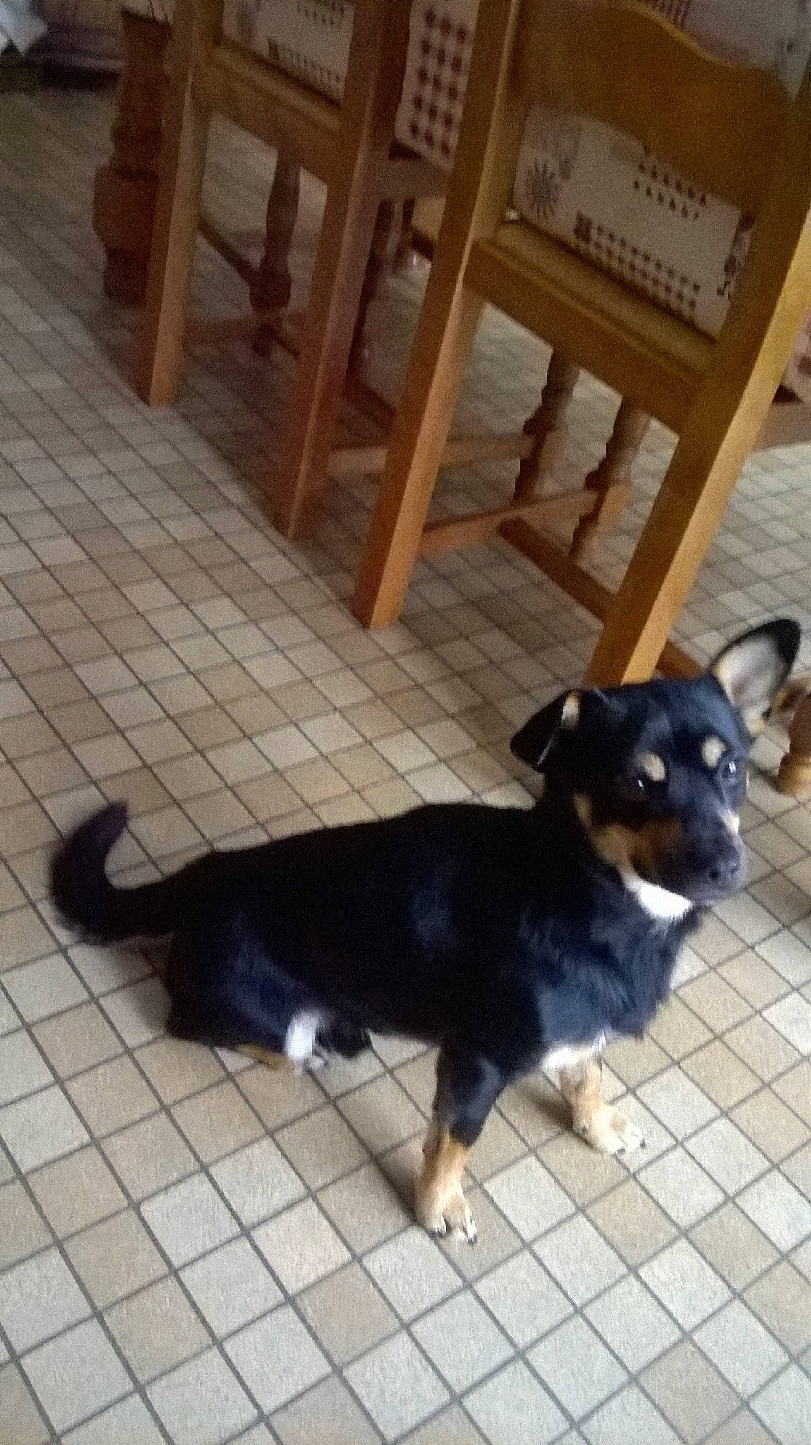 Loki participe au concours pour gagner de l'argent avec cette photo : canidae, cardigan_welsh_corgi, carnivore, chihuahua, companion_dog, corgi_chihuahua, dog, dog_breed, mammal, miniature_pinscher, pembroke_welsh_corgi, puppy, tail, vertebrate, working_dog