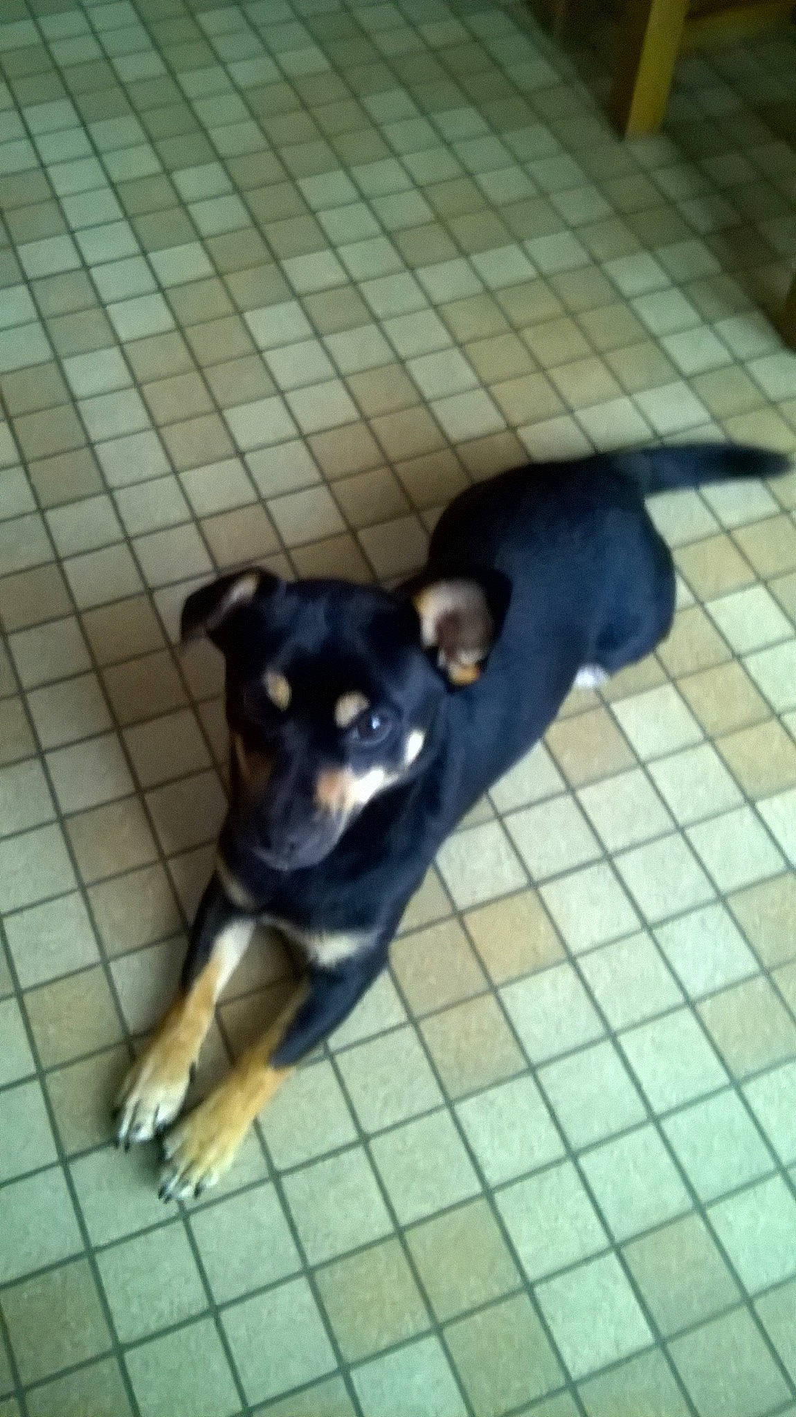 Loki a rejoint le concours — aidez-le/la à gagner de superbes lots ! australian_kelpie, black_and_tan_terrier, canidae, carnivore, chihuahua, companion_dog, dog, dog_breed, english_toy_terrier, feist, mammal, miniature_pinscher, pinscher, prazsky_krysarik, puppy, rare_breed_dog, snout, sporting_group, street_dog, vertebrate