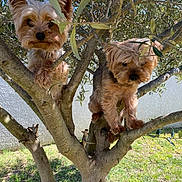 Louna Et Caline a rejoint le concours — aidez-le/la à gagner de superbes lots ! backyard, bark, branches, climbing, curious, dog, face, garden, grass, leaves, outdoor, paws, pets, portrait, small_dog, sunlight, tree, trunk, two_dogs, yorkshire_terrier