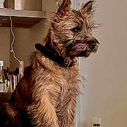 Astérix participe au concours pour gagner de l'argent avec cette photo : dog, indoor, furniture, couch, pet, brown_fur, collar, side_view, sitting, attentive, table, cup, shelf, warm_lighting, medium_fur, portrait, household, domestic_animal, curious, cozy