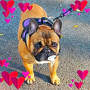 Meatball joined the competition — help win amazing prizes! adorable, animal, black, brown, canine, cute, daylight, dog, ears, face, french_bulldog, funny, harness, hearts, leash, outdoor, pacifier, pavement, pet, standing
