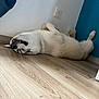 dog, lying_down, upside_down, wooden_floor, indoor, wall, blue_wall, white_wall, relaxed, fluffy, pet, canine, flooring, snout, paw, mouth, teeth, fur, domestic_animal, resting