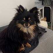 Iris participe au concours pour gagner de l'argent avec cette photo : dog, black_dog, small_dog, fluffy, pet, indoor, couch, blanket, fur, ears, eyes, face, sitting, looking, cute, home, furniture, tile_floor, chair, shelf