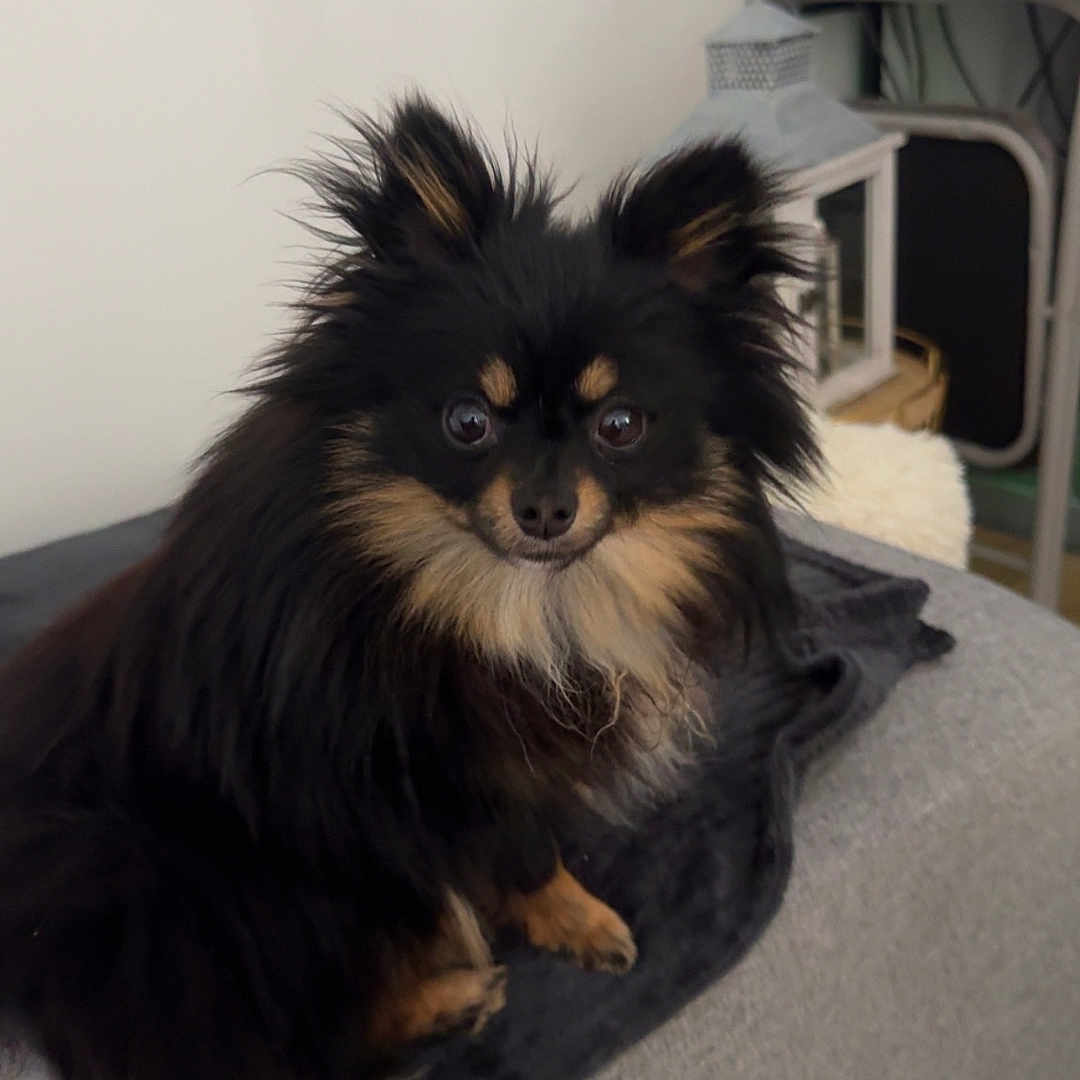 Iris participe au concours pour gagner de l'argent avec cette photo : dog, black_dog, small_dog, fluffy, pet, indoor, couch, blanket, fur, ears, eyes, face, sitting, looking, cute, home, furniture, tile_floor, chair, shelf