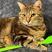 Sisi a rejoint le concours — aidez-le/la à gagner de superbes lots ! abyssinian, accessories, angora, animal, brush, cat, cutlery, device, kitchenutensil, kitten, leash, manx, pet, spatula, spoon, sunglasses, tool