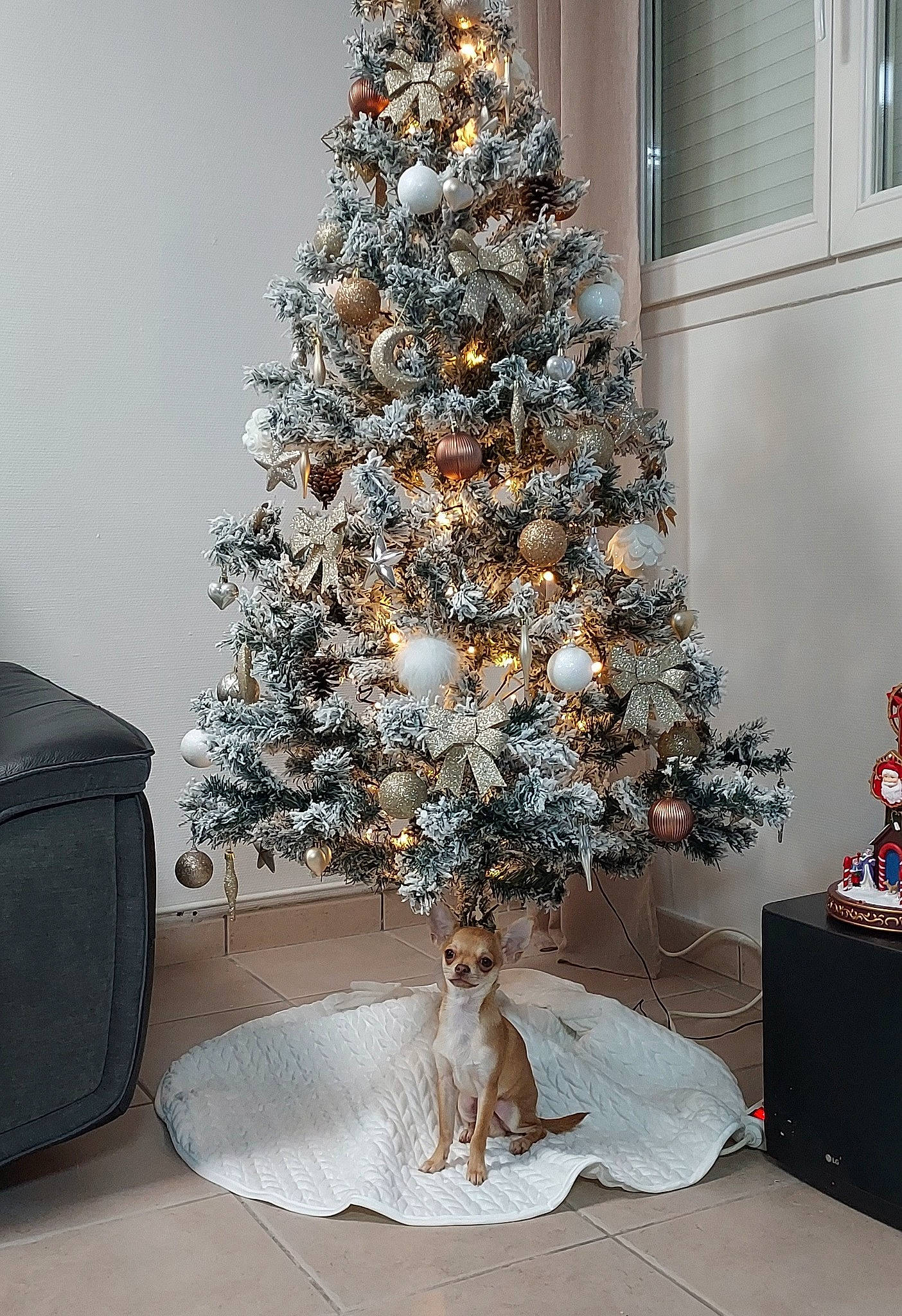 Urko participe au concours pour gagner de l'argent avec cette photo : christmas, christmas_decoration, christmas_eve, christmas_ornament, christmas_tree, dog, event, evergreen, holiday, holiday_ornament, living_room, ornament, plant, room, tints_and_shades, tree, twig, white, window, wood