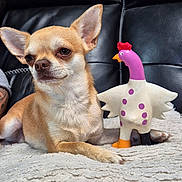 Urko a rejoint le concours — aidez-le/la à gagner de superbes lots ! chihuahua, dog, toy, rubber_chicken, blanket, leather_couch, pet, indoor, animal, cute, small_dog, relaxed, fur, ears, snout, sitting, texture, purple_spots, orange_beak, black_foot