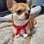 Urko participe au concours pour gagner de l'argent avec cette photo : dog, chihuahua, small_dog, red_scarf, pet_accessory, fluffy_blanket, beige, tan, indoor, cute, cozy, leather_couch, looking_away, animal, domestic_animal, paw, snout, ears, whiskers, resting
