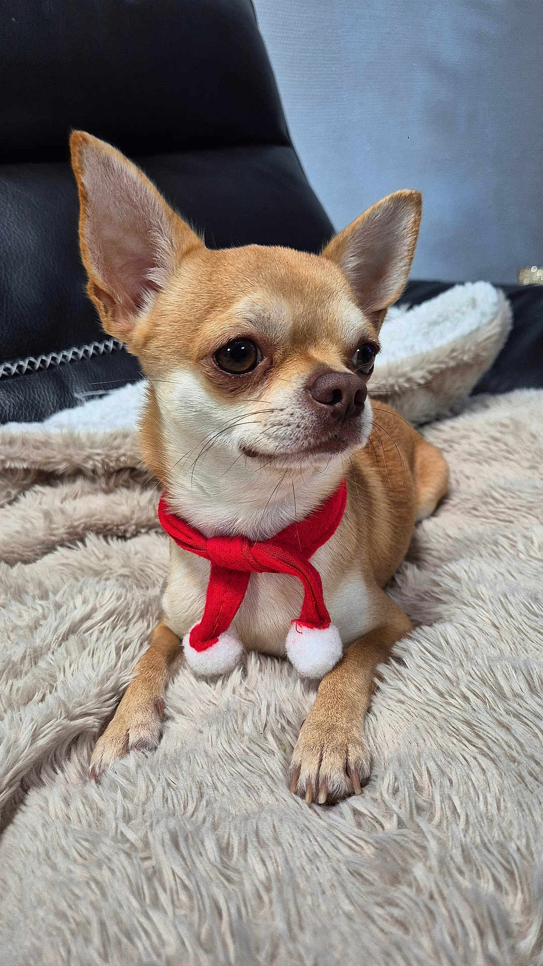 Urko participe au concours pour gagner de l'argent avec cette photo : dog, chihuahua, small_dog, red_scarf, pet_accessory, fluffy_blanket, beige, tan, indoor, cute, cozy, leather_couch, looking_away, animal, domestic_animal, paw, snout, ears, whiskers, resting