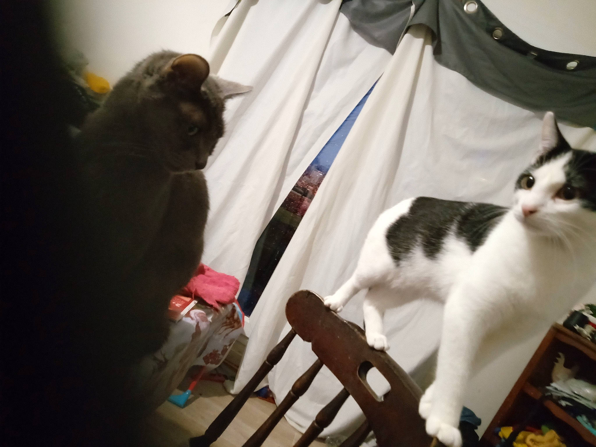 Boule De Neige participe au concours pour gagner de l'argent avec cette photo : bag, bookcase, carnivore, cat, comfort, curtain, domestic_short_haired_cat, felidae, fur, linens, paw, room, small_to_medium_sized_cats, tail, whiskers