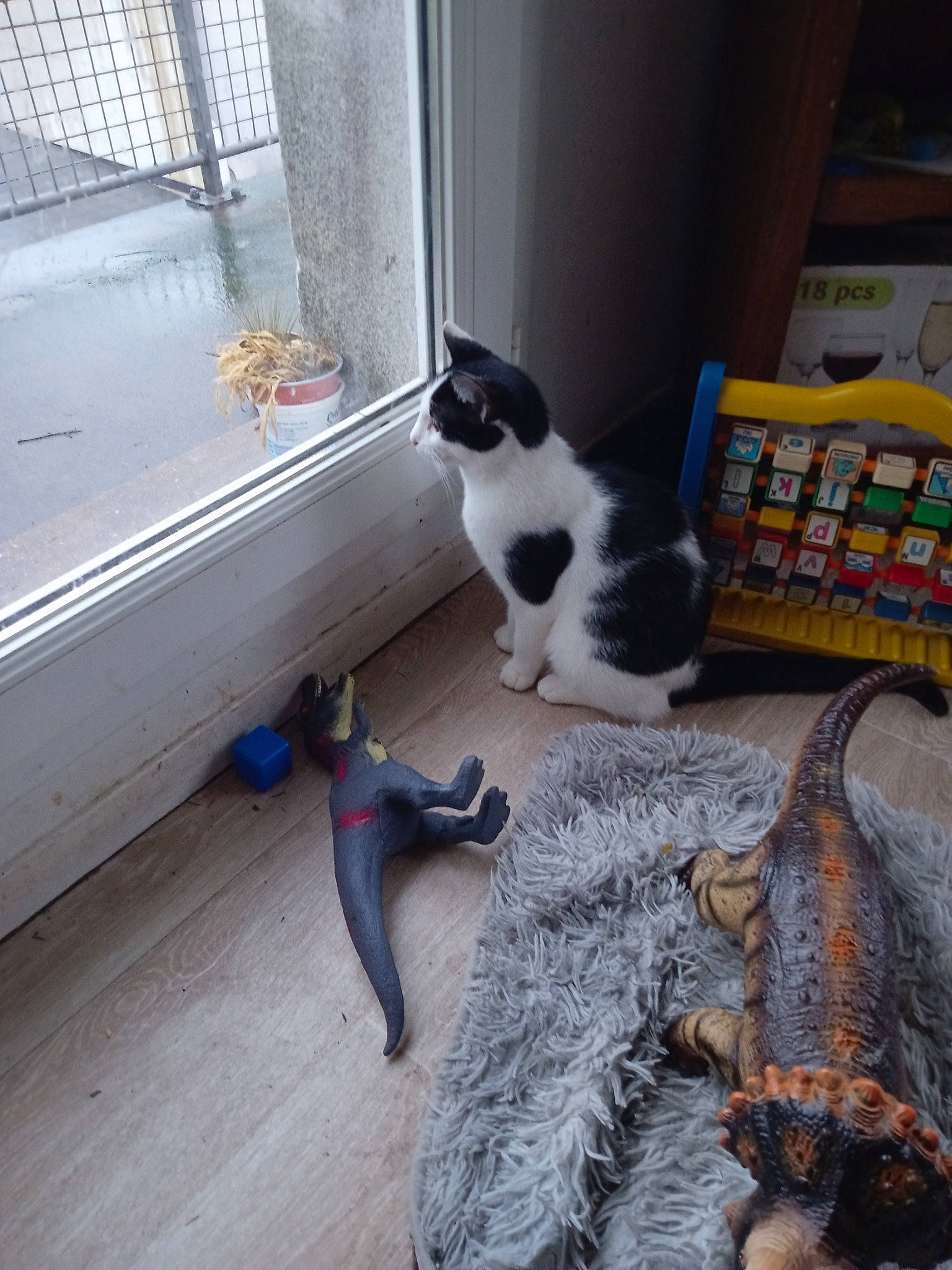 Boule De Neige a rejoint le concours — aidez-le/la à gagner de superbes lots ! alligator, carnivore, cat, crocodile, crocodilia, domestic_short_haired_cat, felidae, floor, flooring, fur, grey, hardwood, plant, small_to_medium_sized_cats, sporting_group, tail, whiskers, window, window_treatment, wood