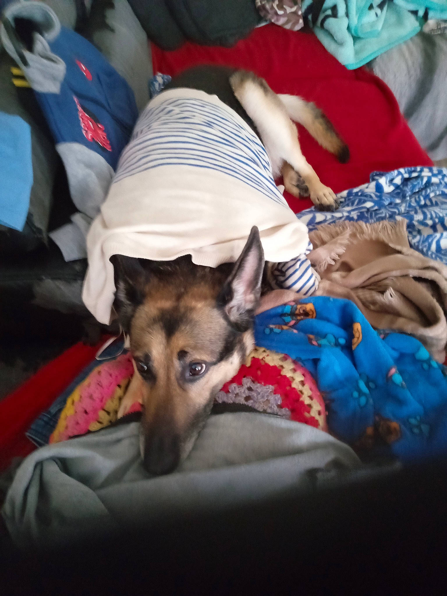 Princesse participe au concours pour gagner de l'argent avec cette photo : canidae, carnivore, comfort, companion_dog, dog, dog_breed, dog_supply, fawn, fur, linens, sitting, snout, sporting_group, terrestrial_animal, toy_dog