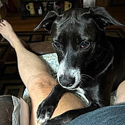 Bella joined the competition — help win amazing prizes! dog, black_dog, pet, indoor, person, legs, paw, resting, close_up, furniture, decor, wooden_floor, carpet, relaxed, companion, animal, home, casual, comfort, friendship