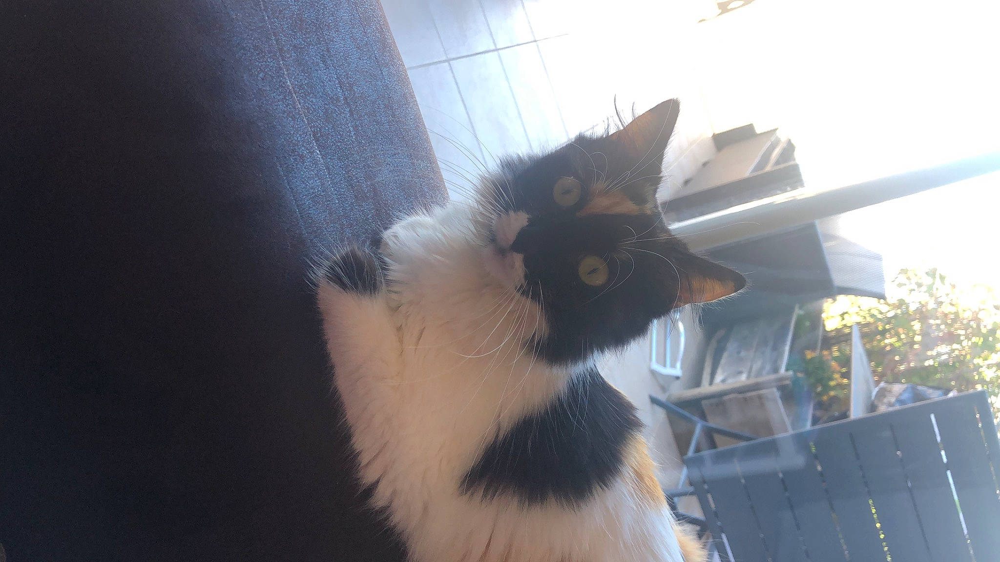 Kyara participe au concours pour gagner de l'argent avec cette photo : carnivore, cat, domestic_short_haired_cat, felidae, fur, paw, small_to_medium_sized_cats, tail, tree, whiskers, window