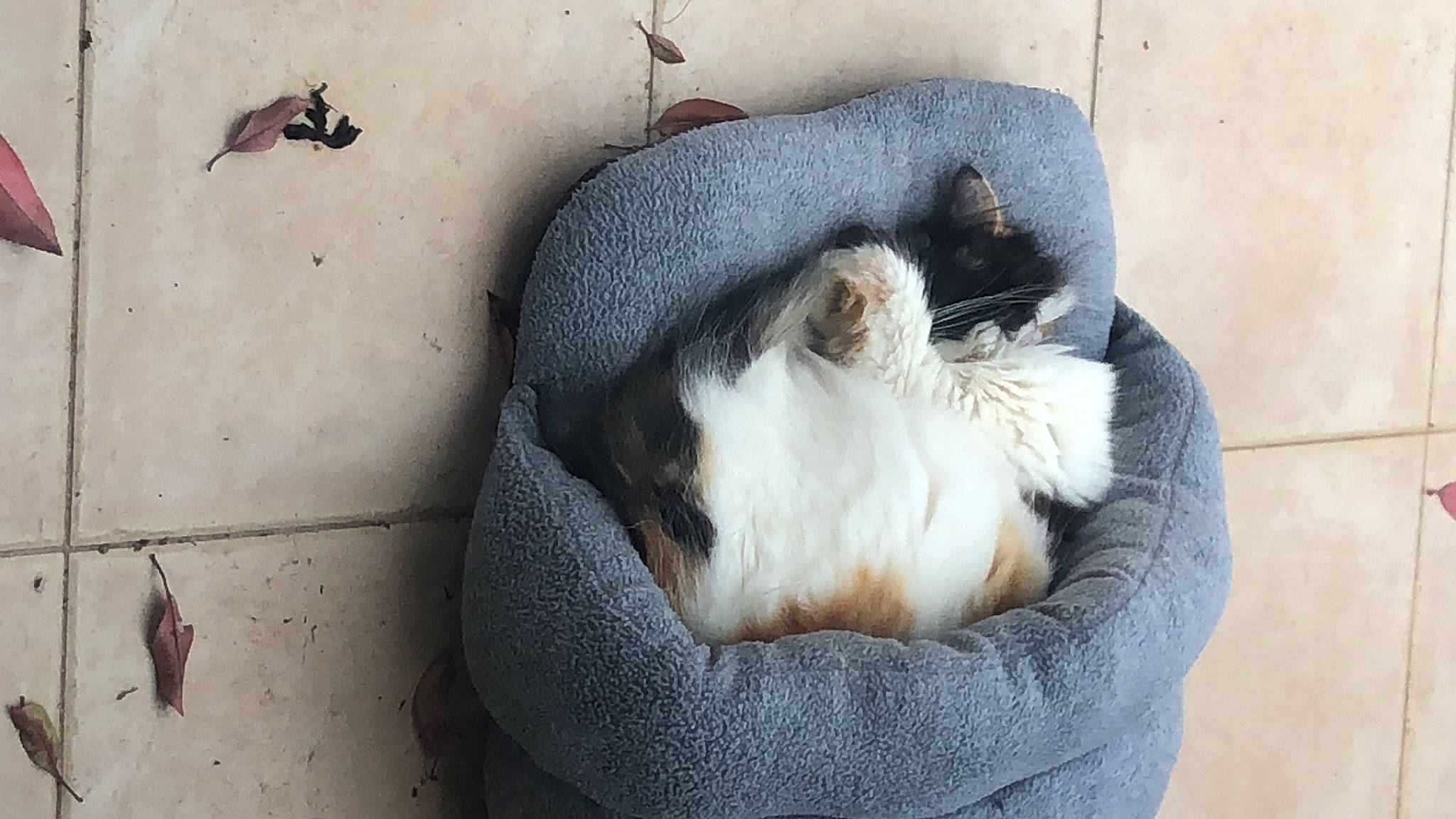 Kyara participe au concours pour gagner de l'argent avec cette photo : canidae, carnivore, cat, cat_bed, cat_supply, comfort, companion_dog, dog_breed, fawn, felidae, grey, paw, pet_supply, small_to_medium_sized_cats, snout, sporting_group, tail, terrestrial_animal, whiskers, window