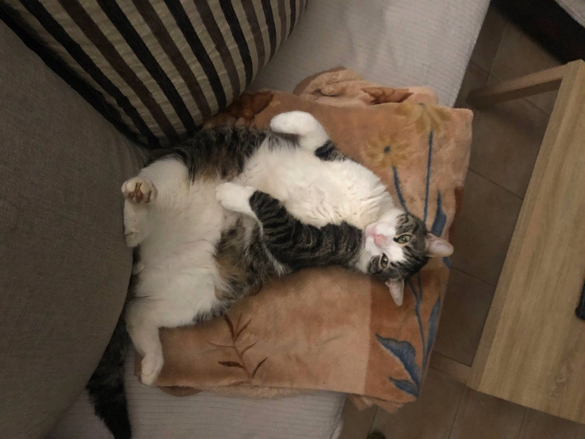 Simba participe au concours pour gagner de l'argent avec cette photo : carnivore, cat, claw, comfort, companion_dog, dog_breed, domestic_short_haired_cat, felidae, flooring, fur, hardwood, paw, room, small_to_medium_sized_cats, tail, terrestrial_animal, whiskers, wood