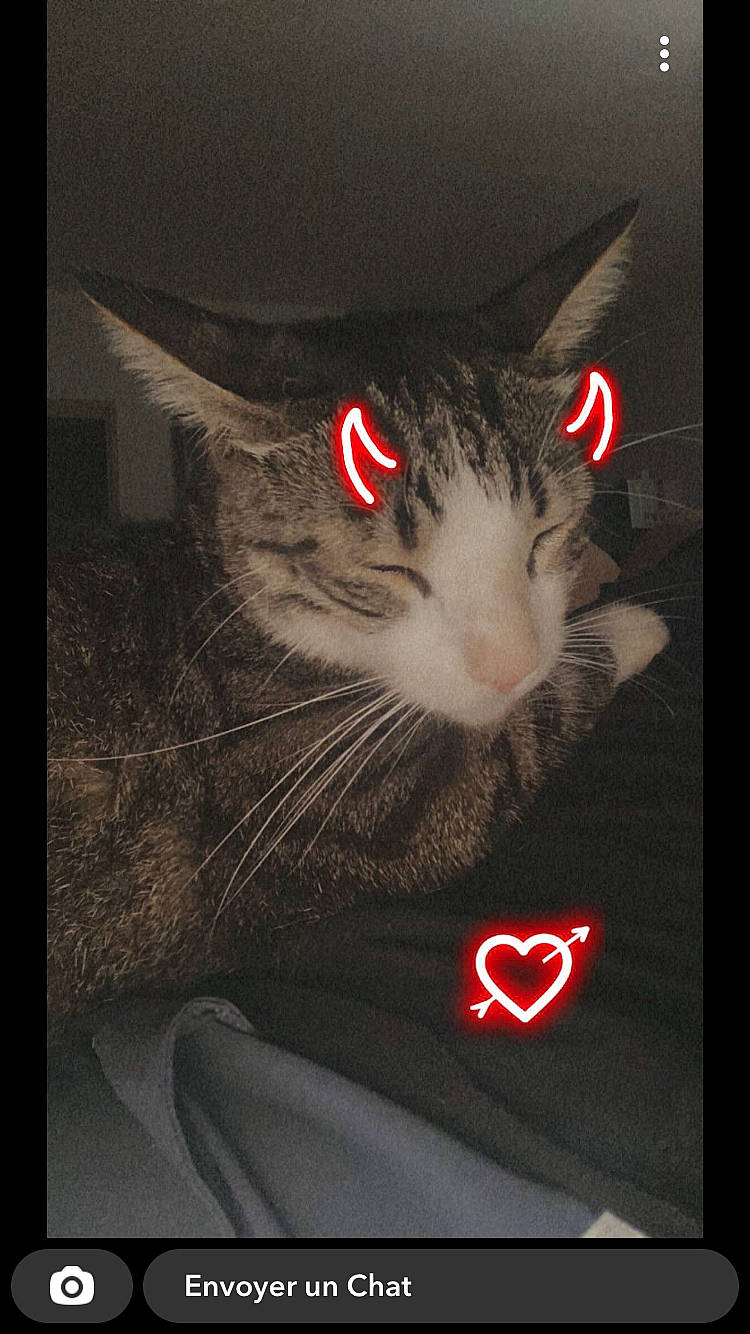 Simba a rejoint le concours — aidez-le/la à gagner de superbes lots ! black_cat, box, carmine, carnivore, cat, darkness, domestic_short_haired_cat, felidae, font, fur, graphic_design, illustration, paw, photo_caption, small_to_medium_sized_cats, tail, visual_arts, whiskers