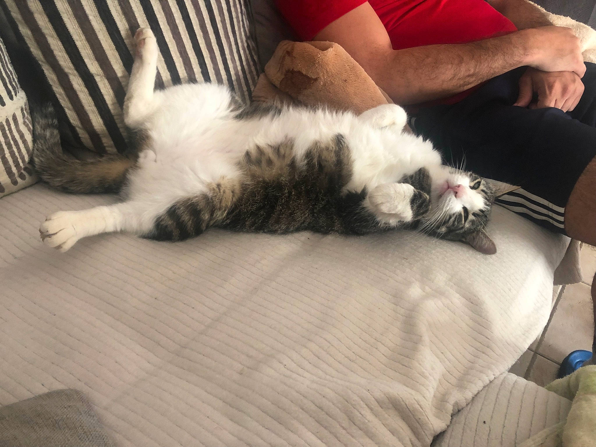 Simba participe au concours pour gagner de l'argent avec cette photo : canidae, carnivore, cat, claw, comfort, companion_dog, domestic_short_haired_cat, felidae, flooring, foot, fur, hardwood, human_leg, lap, linens, paw, small_to_medium_sized_cats, sporting_group, tail, whiskers