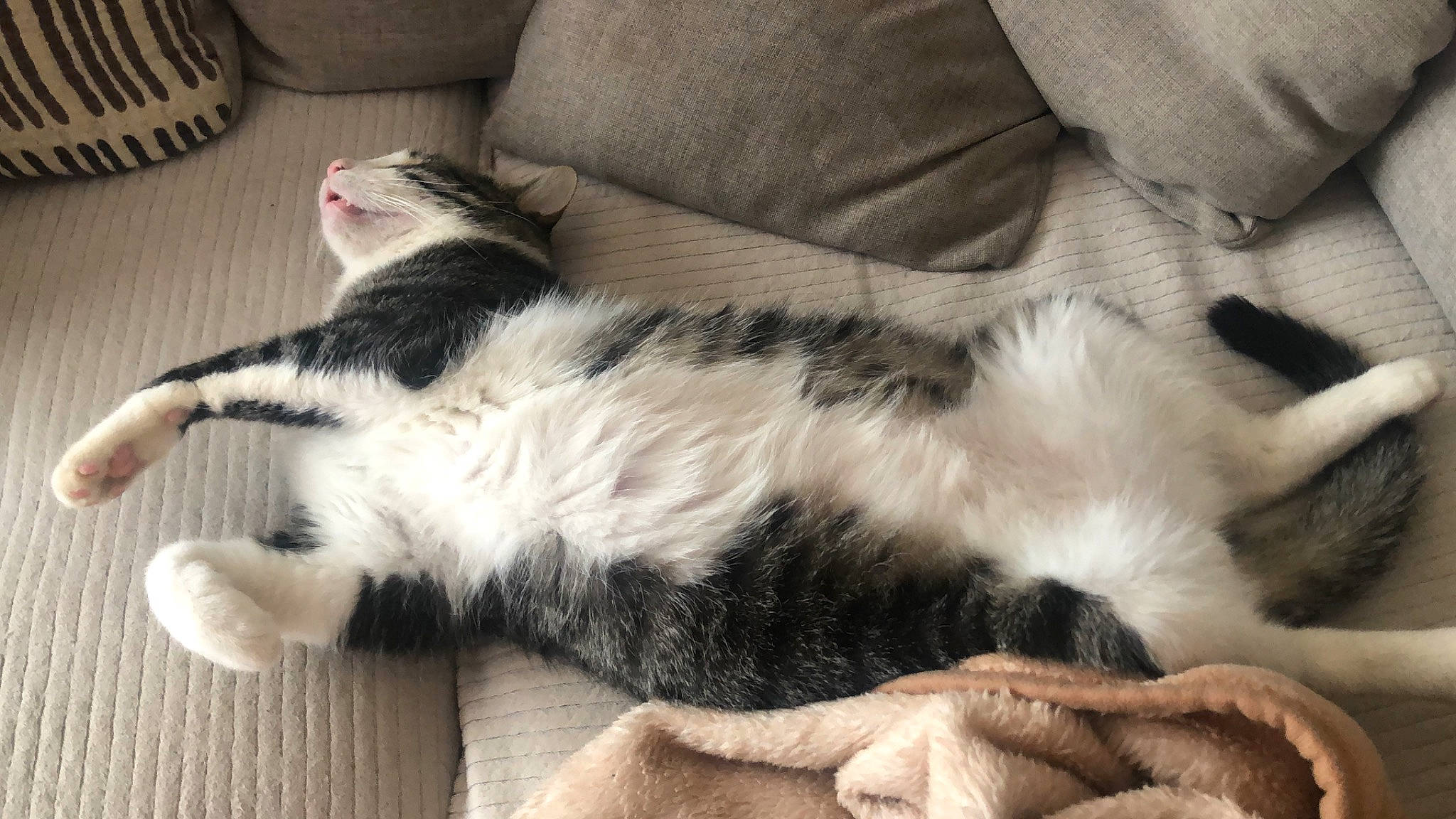 Simba a rejoint le concours — aidez-le/la à gagner de superbes lots ! canidae, carnivore, cat, claw, comfort, domestic_short_haired_cat, felidae, flooring, fur, hardwood, human_leg, nap, paw, small_to_medium_sized_cats, snout, tail, terrestrial_animal, whiskers, wood